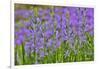 Camas along Bell's Run Creek, Chanticleer Garden, Wayne, Pennsylvania-Darrell Gulin-Framed Photographic Print