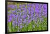 Camas along Bell's Run Creek, Chanticleer Garden, Wayne, Pennsylvania-Darrell Gulin-Framed Photographic Print