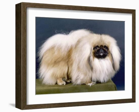 Cambaluc Lionheart Owned by Aubrey-Jones-Thomas Fall-Framed Photographic Print