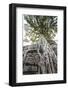 Cambodia, Angkor. Ta Prohm tree.-Walter Bibikow-Framed Photographic Print