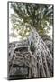 Cambodia, Angkor. Ta Prohm tree.-Walter Bibikow-Mounted Photographic Print