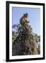 Cambodia, Angkor Wat. Long Tailed Macaque on Statue-Matt Freedman-Framed Premium Photographic Print