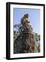 Cambodia, Angkor Wat. Long Tailed Macaque on Statue-Matt Freedman-Framed Photographic Print
