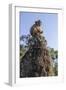 Cambodia, Angkor Wat. Long Tailed Macaque on Statue-Matt Freedman-Framed Photographic Print