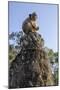 Cambodia, Angkor Wat. Long Tailed Macaque on Statue-Matt Freedman-Mounted Photographic Print