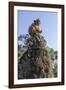 Cambodia, Angkor Wat. Long Tailed Macaque on Statue-Matt Freedman-Framed Photographic Print