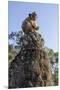 Cambodia, Angkor Wat. Long Tailed Macaque on Statue-Matt Freedman-Mounted Premium Photographic Print