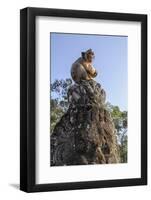 Cambodia, Angkor Wat. Long Tailed Macaque on Statue-Matt Freedman-Framed Photographic Print