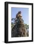 Cambodia, Angkor Wat. Long Tailed Macaque on Statue-Matt Freedman-Framed Photographic Print