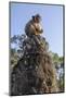 Cambodia, Angkor Wat. Long Tailed Macaque on Statue-Matt Freedman-Mounted Photographic Print