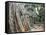 Cambodia, Siem Reap, Angkor, Ta Prohm Temple-Steve Vidler-Framed Stretched Canvas