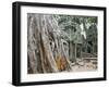 Cambodia, Siem Reap, Angkor, Ta Prohm Temple-Steve Vidler-Framed Photographic Print