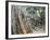 Cambodia, Siem Reap, Angkor, Ta Prohm Temple-Steve Vidler-Framed Photographic Print