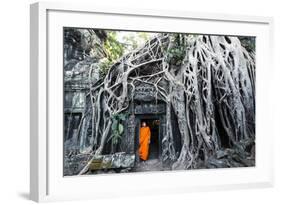 Cambodia, Siem Reap, Angkor Wat Complex. Buddhist Monk Inside Ta Prohm Temple (Mr)-Matteo Colombo-Framed Photographic Print