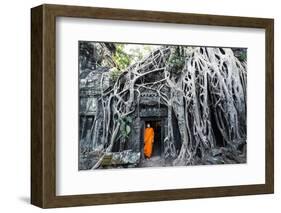 Cambodia, Siem Reap, Angkor Wat Complex. Buddhist Monk Inside Ta Prohm Temple (Mr)-Matteo Colombo-Framed Photographic Print