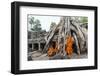 Cambodia, Siem Reap, Angkor Wat Complex. Monks Inside Ta Prohm Temple (Mr)-Matteo Colombo-Framed Photographic Print