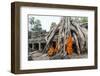 Cambodia, Siem Reap, Angkor Wat Complex. Monks Inside Ta Prohm Temple (Mr)-Matteo Colombo-Framed Premium Photographic Print