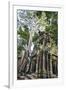 Cambodia, Ta Prohm, Siem Reap Province. the Ruins of the Buddhist Temple of Ta Prohm-Nigel Pavitt-Framed Photographic Print