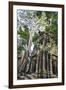 Cambodia, Ta Prohm, Siem Reap Province. the Ruins of the Buddhist Temple of Ta Prohm-Nigel Pavitt-Framed Photographic Print