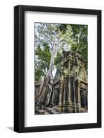 Cambodia, Ta Prohm, Siem Reap Province. the Ruins of the Buddhist Temple of Ta Prohm-Nigel Pavitt-Framed Photographic Print