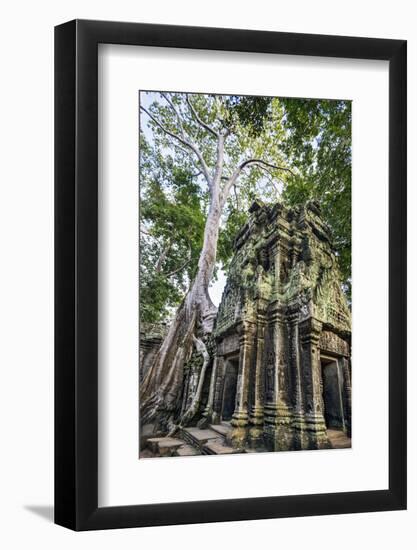 Cambodia, Ta Prohm, Siem Reap Province. the Ruins of the Buddhist Temple of Ta Prohm-Nigel Pavitt-Framed Photographic Print