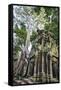 Cambodia, Ta Prohm, Siem Reap Province. the Ruins of the Buddhist Temple of Ta Prohm-Nigel Pavitt-Framed Stretched Canvas