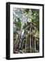 Cambodia, Ta Prohm, Siem Reap Province. the Ruins of the Buddhist Temple of Ta Prohm-Nigel Pavitt-Framed Photographic Print