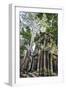 Cambodia, Ta Prohm, Siem Reap Province. the Ruins of the Buddhist Temple of Ta Prohm-Nigel Pavitt-Framed Photographic Print