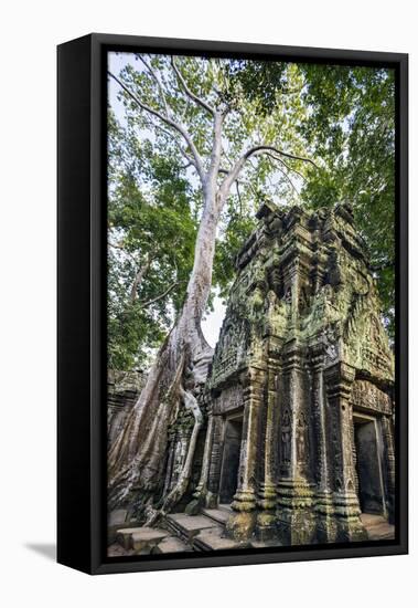 Cambodia, Ta Prohm, Siem Reap Province. the Ruins of the Buddhist Temple of Ta Prohm-Nigel Pavitt-Framed Stretched Canvas