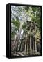 Cambodia, Ta Prohm, Siem Reap Province. the Ruins of the Buddhist Temple of Ta Prohm-Nigel Pavitt-Framed Stretched Canvas