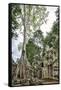 Cambodia, Ta Prohm, Siem Reap Province. the Ruins of the Buddhist Temple of Ta Prohm-Nigel Pavitt-Framed Stretched Canvas