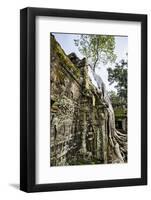 Cambodia, Ta Prohm, Siem Reap Province. the Ruins of the Buddhist Temple of Ta Prohm-Nigel Pavitt-Framed Photographic Print