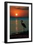 Cambria, California - Moonstone Beach and Heron-Lantern Press-Framed Art Print