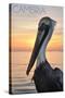 Cambria, California - Pelican and Sunset-Lantern Press-Stretched Canvas