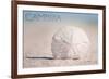 Cambria, California - Sand Dollar and Beach-Lantern Press-Framed Art Print