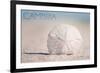 Cambria, California - Sand Dollar and Beach-Lantern Press-Framed Art Print