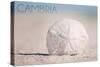 Cambria, California - Sand Dollar and Beach-Lantern Press-Stretched Canvas