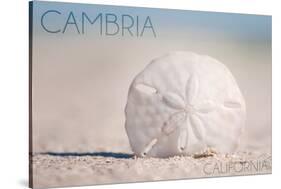 Cambria, California - Sand Dollar and Beach-Lantern Press-Stretched Canvas