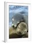 Cambria, California - Sea Lions Cuddle-Lantern Press-Framed Art Print