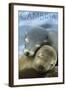 Cambria, California - Sea Lions Cuddle-Lantern Press-Framed Art Print