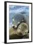 Cambria, California - Sea Lions Cuddle-Lantern Press-Framed Art Print