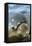 Cambria, California - Sea Lions Cuddle-Lantern Press-Framed Stretched Canvas