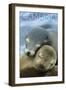 Cambria, California - Sea Lions Cuddle-Lantern Press-Framed Art Print