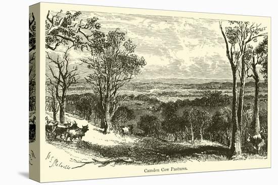 Camden Cow Pastures-Harden Sidney Melville-Stretched Canvas