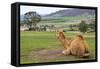 Camel And His View-Incredi-Framed Stretched Canvas