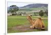 Camel And His View-Incredi-Framed Giclee Print