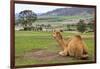 Camel And His View-Incredi-Framed Giclee Print