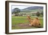 Camel And His View-Incredi-Framed Giclee Print