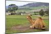 Camel And His View-Incredi-Mounted Giclee Print
