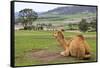 Camel And His View-Incredi-Framed Stretched Canvas